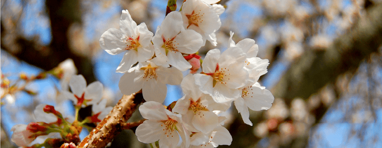 桜探検隊